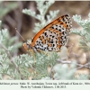 melitaea persea tovuz male 1